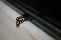 Apantesis nevadensis