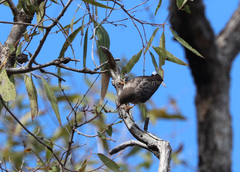 Daphoenositta chrysoptera
