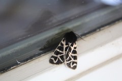 Apantesis nevadensis