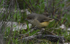 Acanthiza reguloides