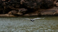 Anhinga novaehollandiae