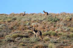Osphranter robustus erubescens