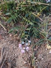 Oxytropis glabra