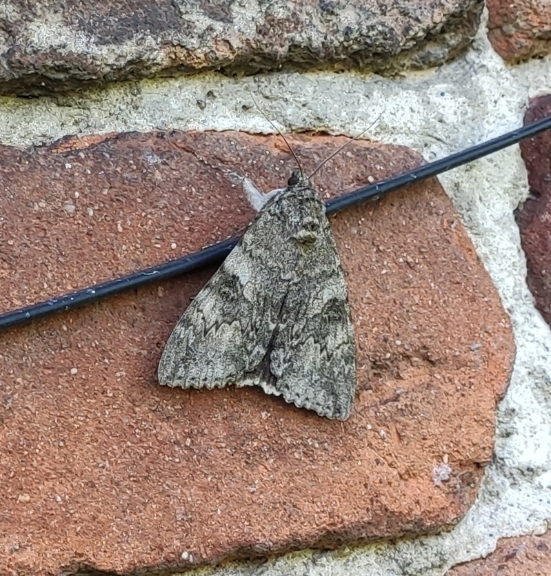 Red underwing (Catocala nupta)