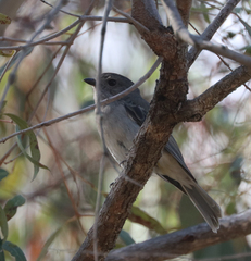 Pachycephala pectoralis