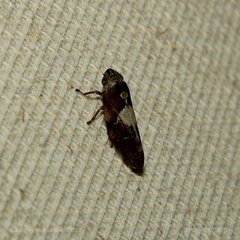 Cicadomorpha