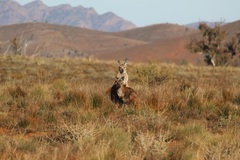 Osphranter robustus erubescens