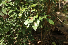 Mallotus philippensis