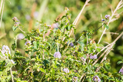Mentha aquatica