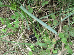 Gloydius ussuriensis