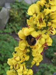 Bombus lucorum