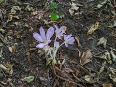 Colchicum autumnale
