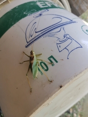 Tettigonia cantans
