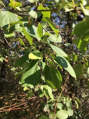 Rhamnus cathartica