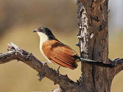 Centropus senegalensis