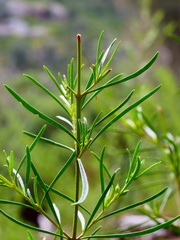 Prostanthera nivea