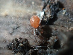 Ostearius melanopygius