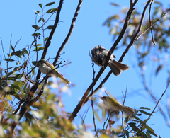 Plectorhyncha lanceolata