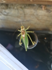 Tettigonia cantans