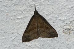 Hypena proboscidalis