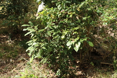 Mallotus philippensis