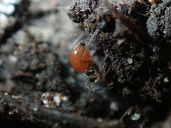 Ostearius melanopygius