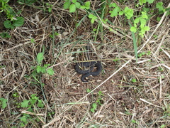 Gloydius ussuriensis