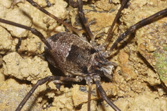 Forsteropsalis inconstans