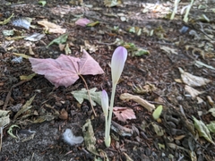 Colchicum autumnale