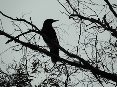 Strepera graculina