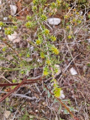 Pultenaea