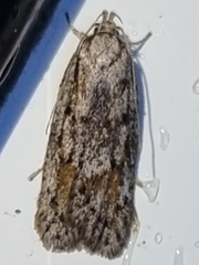 Acantholena siccella