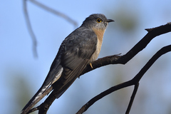 Cacomantis flabelliformis