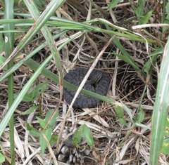 Gloydius ussuriensis