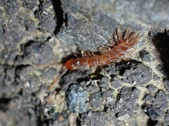 Lithobiomorpha