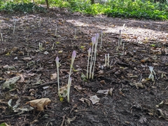 Colchicum autumnale