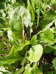 Chorthippus apricarius