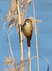 Acrocephalus australis