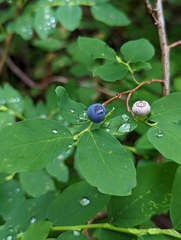 Vaccinium ovalifolium