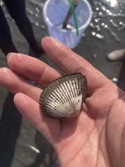 Arcidae