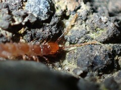 Lithobiomorpha