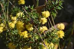 Acacia echinula