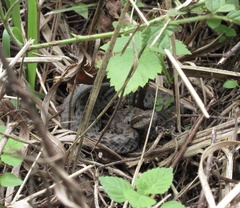 Gloydius ussuriensis