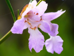 Prostanthera nivea