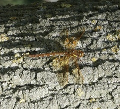 Aeshna grandis