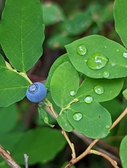 Vaccinium ovalifolium