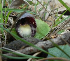 Corybas incurvus