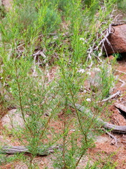 Prostanthera nivea