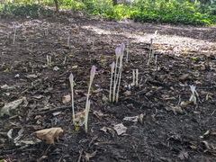 Colchicum autumnale