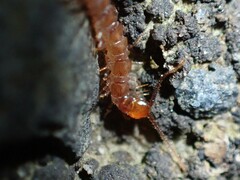 Lithobiomorpha